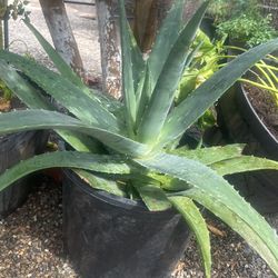 Aloe Vera.   Sábila