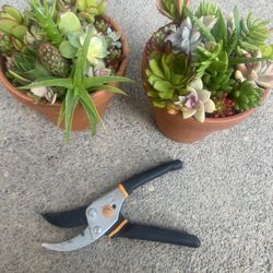 Two Small Pots Of Succulent Cutting