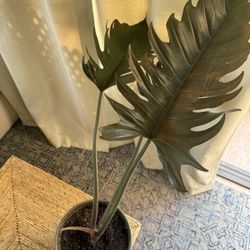 Philodendron Pluto Plant