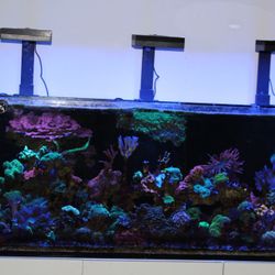 Red Sea Reefer 116 Gallons Fish Tank Only - Not Corals  And Fish