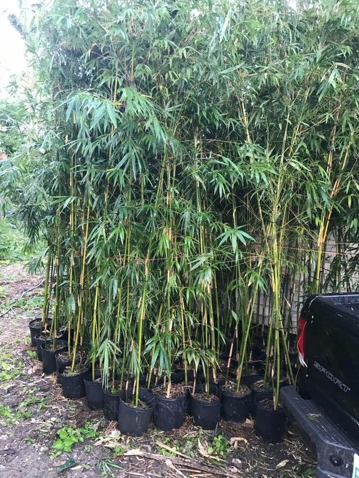Bamboo plant