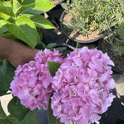 Hydrangeas - 5 Gallon
