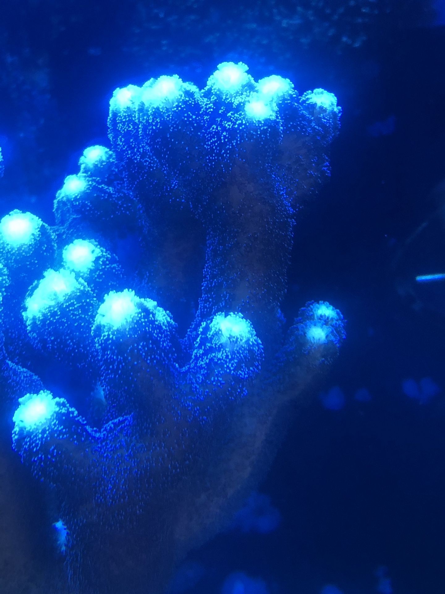Saltwater coral