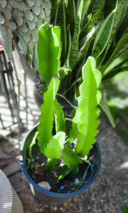 Dragon Fruit Plants ( 2-3' ft. Tall ) 🐉🍓