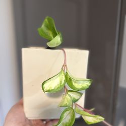 Houseplant Hoya