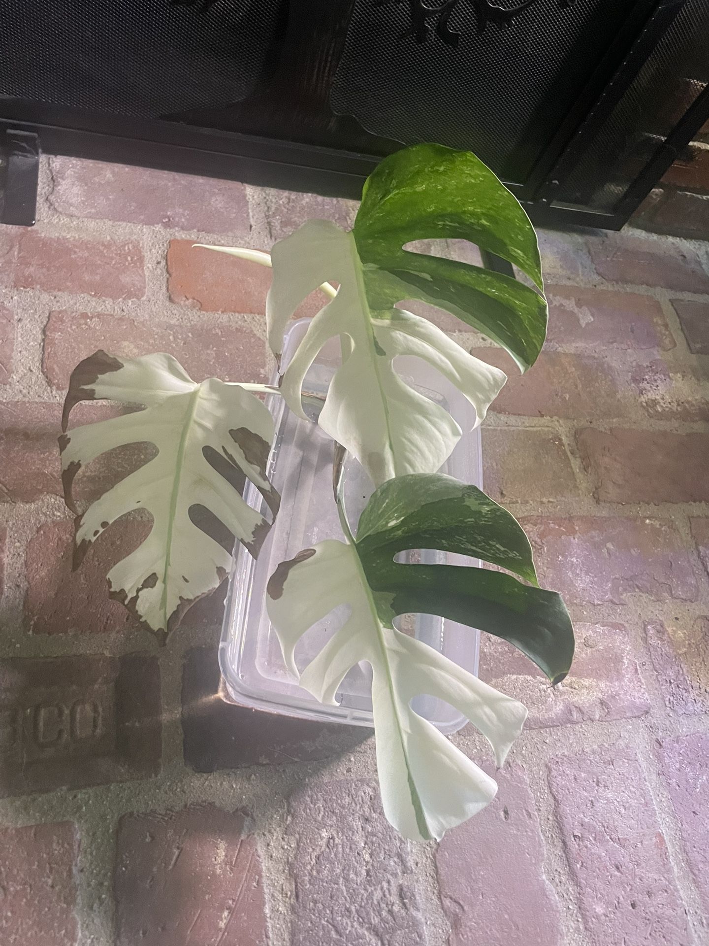 Monstera Albo