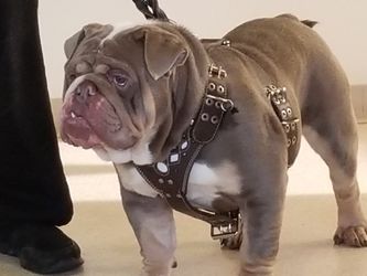 SALE OF LEATHER COLLAR