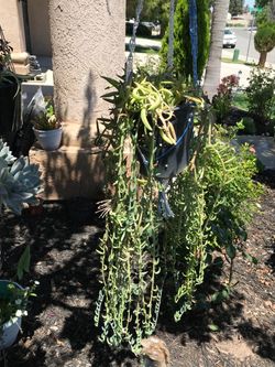 Large Hanging Succulent Plant in Pot