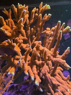 Bubble gum digi coral SPS frag reef tank