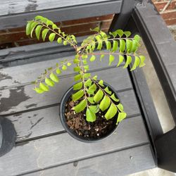 Indian curry leaves Plant