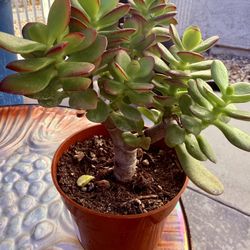 🌿—a symbol of prosperity♥️LUCKY Jade BONSAI GUD LUCK Plant👉PLS READ DESCRIPTION♥️WELL ESTABLISHED Tree