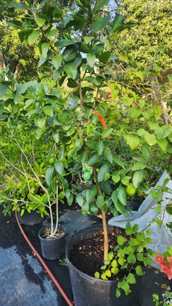 Persian Lime Tree