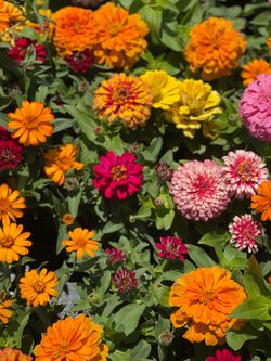 Flats of color
