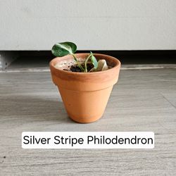 Silver stripe philodendron