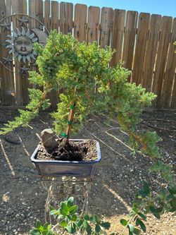 Bonsai Japanese garden Juniper Miyagi style $120 each Bonsai Japanese garden Juniper Miyagi style $120