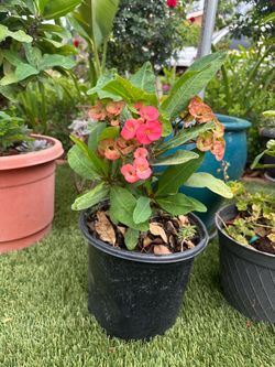 The flower crown of thorns