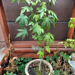 Chinese lantern plant- 22in tall