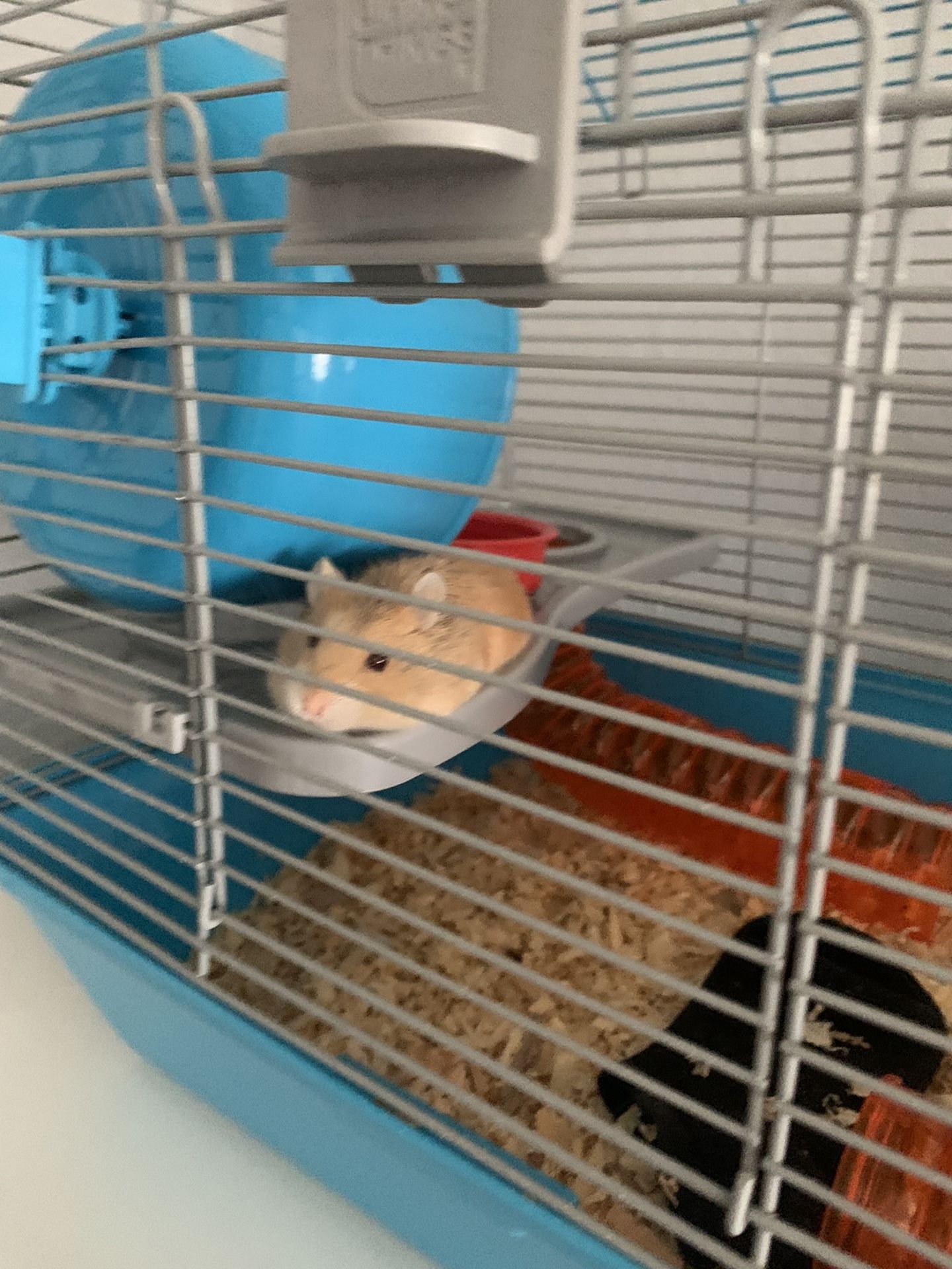 Hamster with cage For Sale