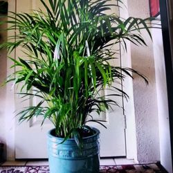 $39 Each Beautiful Plant 