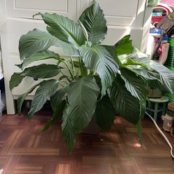 Large Peace Lily “10 Inch Pot”