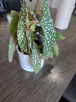 Plant