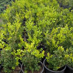 Boxwood
