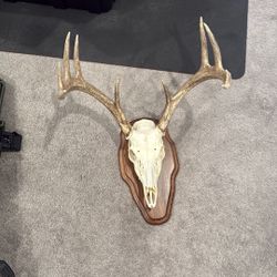 European Mount Taxidermy Whitetail 9 Point Buck