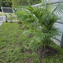 Arecas About 5 Feet Tall 