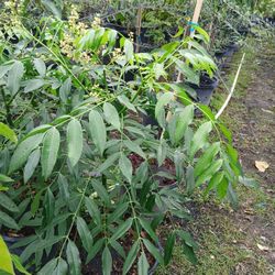 Fruit Trees From $50🥑🥭🍋🍊