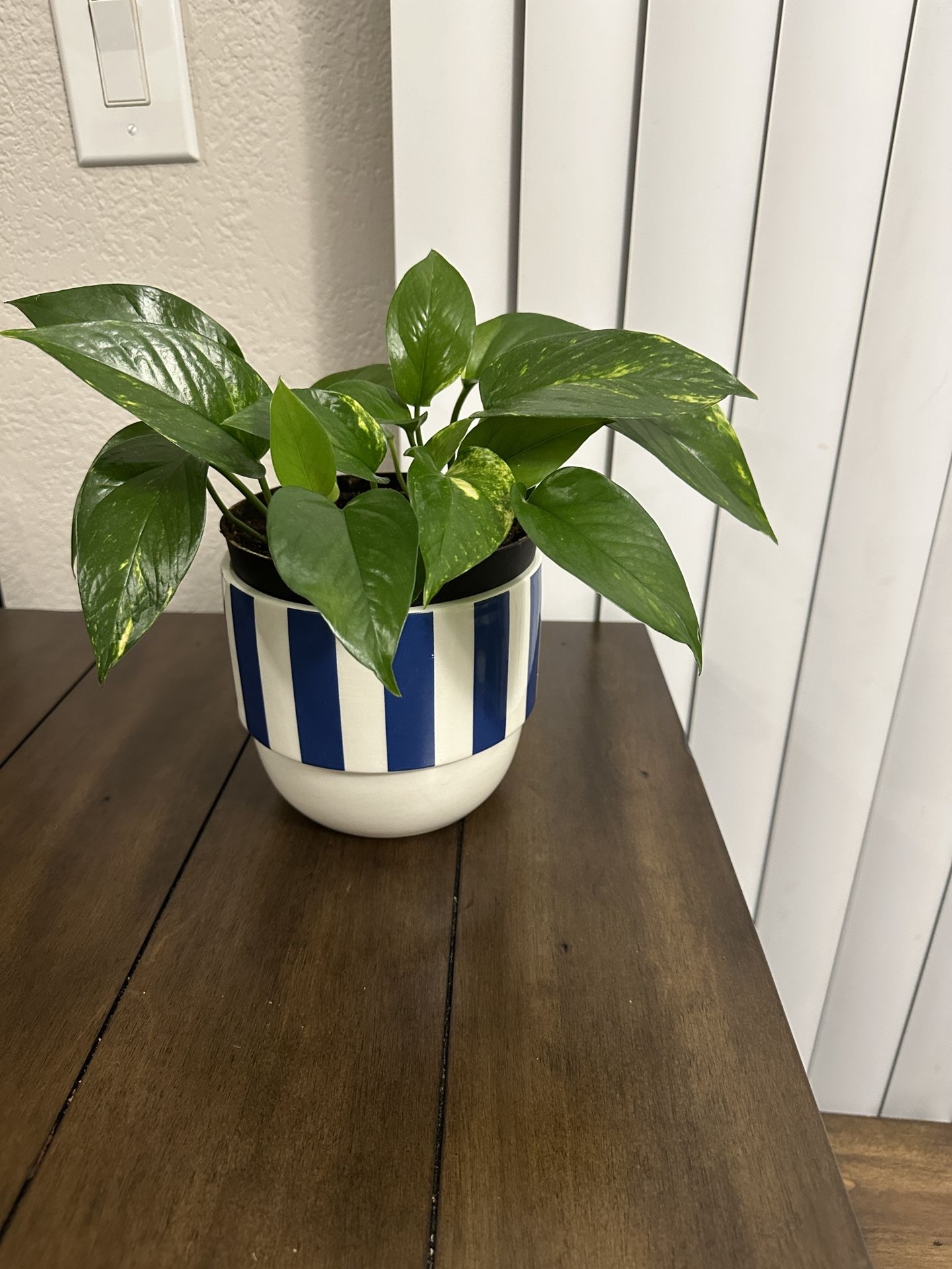 Pothos Plant