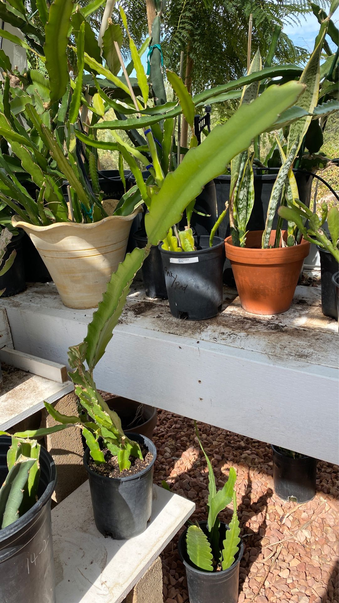 Red dragon fruit plant