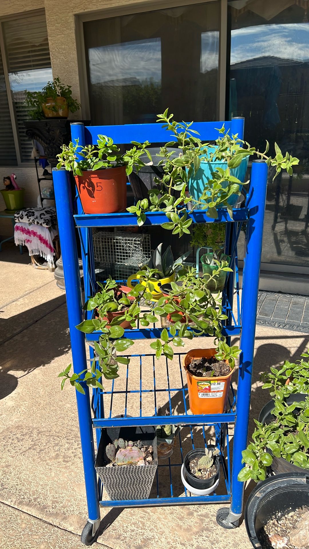 SUNNY. ROSE. FLOWERING PLANT