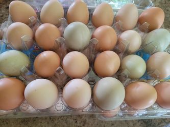 Fresh Chicken Eggs