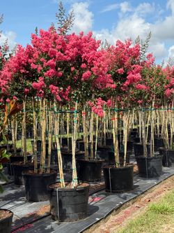 Crepe myrtle trees eight foot tall delivered anywhere in florida