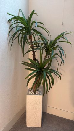 House plant