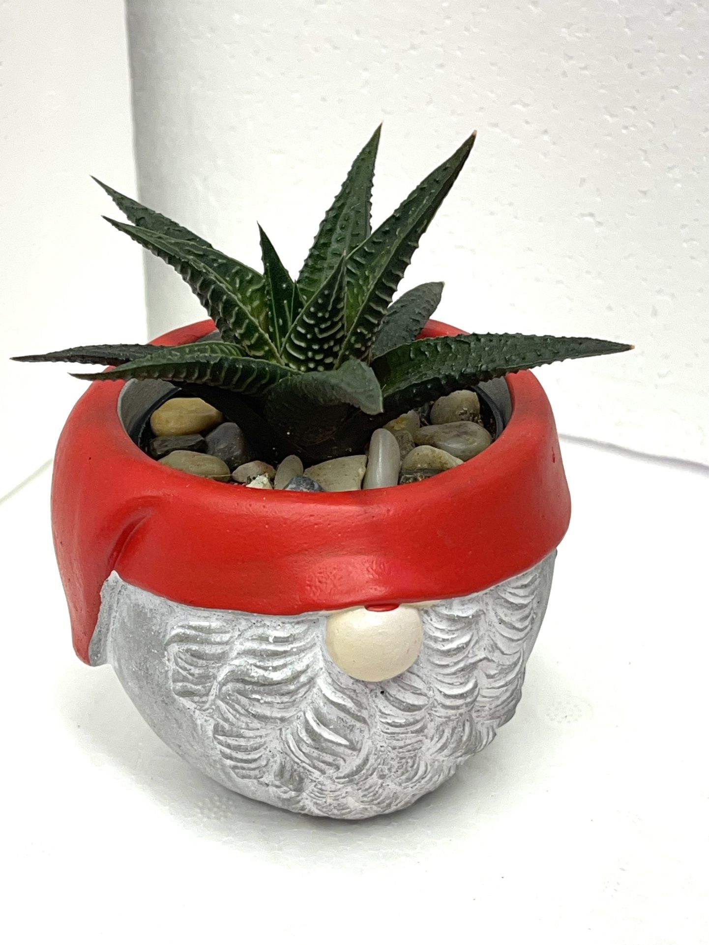 🎄🎁Haworthia Limifolia House Plant In Cute Cement Pot 3 3/4" H.