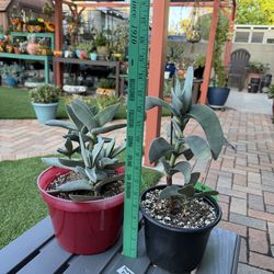 Crassula Falcata PROPELLER/AIRPLANE Succulent Plants