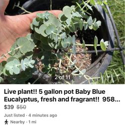 Live plant!! 5 gallon pot Baby Blue Eucalyptus, fresh and fragrant!!  95820