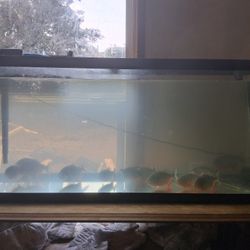 Fish Tank