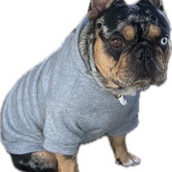 Dog Sweaters And Shirts