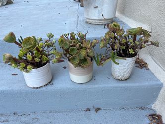 3 green flowers plant pot