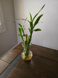 Live bamboo plant