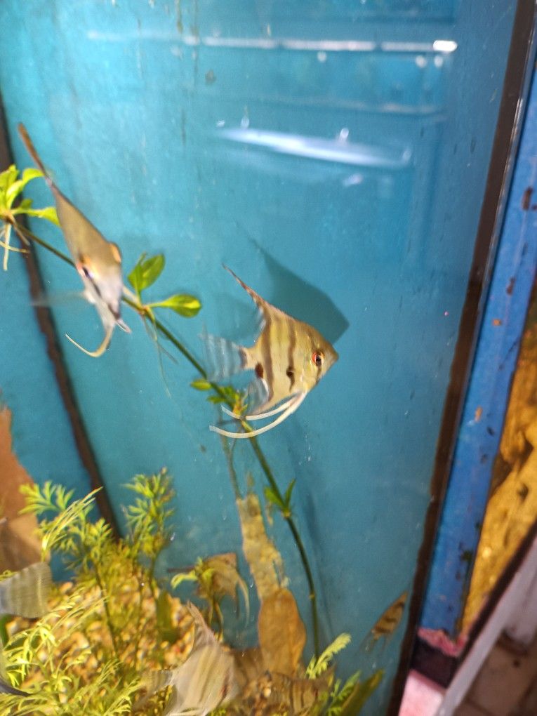 30 Gal With Stand