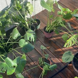 🌿 Monstera Plants for Sale – North Las Vegas 🌿