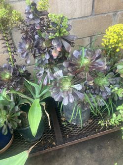 Plants in 5 gallon pots ,jade ,AGAVE,In 5 Gallon Pots
