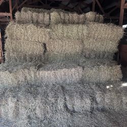 1st Cutting Orchard Grass Hay