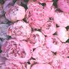Sunkissed Peony