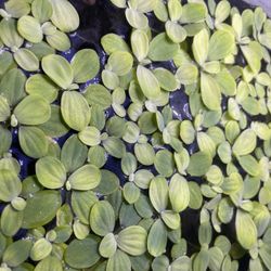 Dwarf Water Lettuce