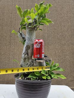 dicker stamm bonsai Bonsai Chinesische Feige 'Ficus Retusa' 17 Jahre / Rene's Bonsai Baum –  Rene's Bonsai Baum main image 1