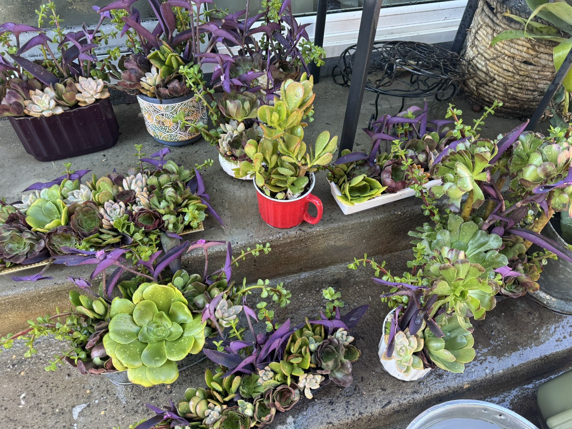 Variety Of Beautiful Succulent Arrangement 